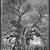 ®Elaine Ling - Baobab, tree of generation 01